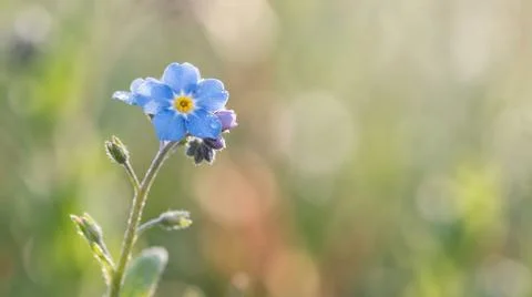 Delicate blue forget me not flower blooming in a serene meadow with wildflowe Foto stock