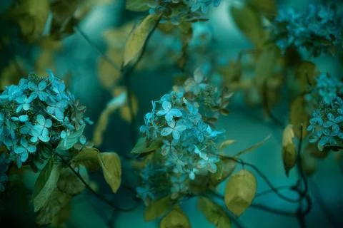 Delicate blue hydrangea flowers close-up Stock Photos