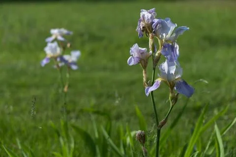 Delicate blue iris in the rays of sunlight in the summer garden. Stock Photos