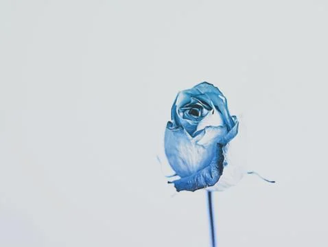 Delicate blue rose Stock Illustration