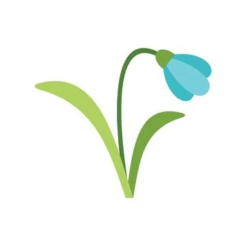 Delicate blue snowdrop flower blooming in spring Stock Illustration
