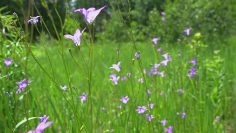 Delicate bluebell flowers Stock Footage 277878544