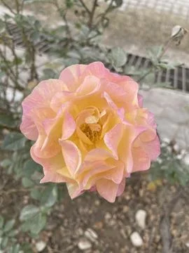 A delicate blush-colored bloom representing love and gentleness. Fotos de archivo