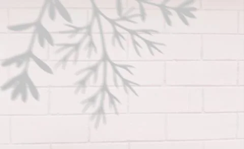 A delicate botanical shadow cast on a textured white brick wall. Stock Illustration