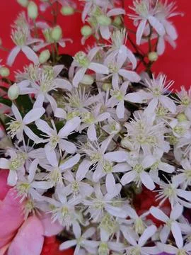 Delicate bouquet Stock Photos