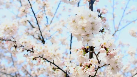 Delicate branch of cherry blossom gently sways in the spring breeze. Soft pink Video stock 305993594
