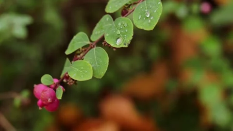 Delicate branch moves gently in light wind, wind brings rhythm and calm thr.. Video stock 320722964