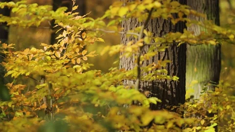Delicate branches of the beech tree with colorful autumn leaves with the Stock Footage 166619124