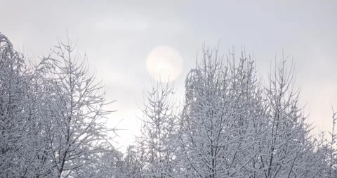 Delicate branches covered in snow are set against a pale sky. The sun or moon Video stock 252942329