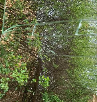 Delicate branches create a natural frame around vibrant green foliage on a Stock Photos