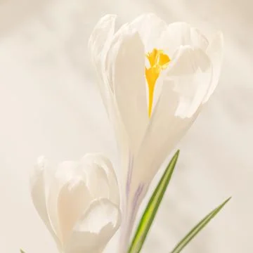 Delicate bright spring mood background image with white crocus flower Stock Photos