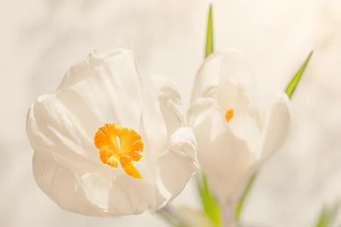 Delicate bright spring mood background image with white crocus flower Stock Photos