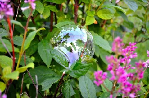 Delicate bubble on a green leaf Stock Photos