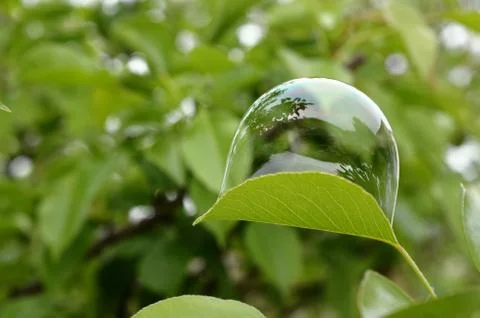 Delicate bubble on a green leaf Stock Photos