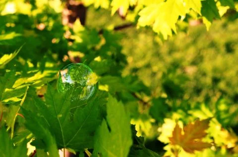 Delicate bubble on a green leaf Stock Photos