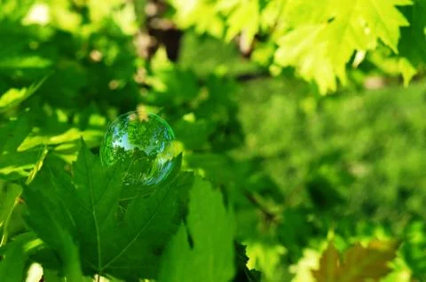 Delicate bubble on a green leaf Stock Photos
