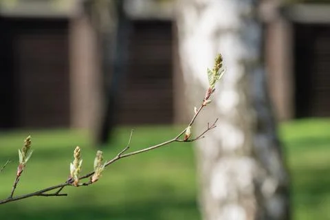 Delicate budding leaf unfurls in a spring park, symbolizing nature's renewal  Foto stock