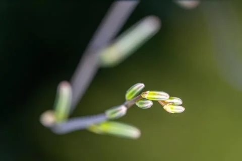 Delicate buds waiting to bloom Stock Photos