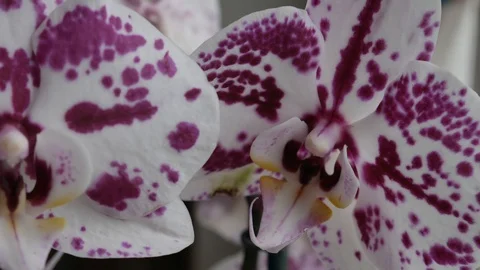 Delicate buds of white to pink speckled orchids sway slightly. Orchids Macro Stock Footage 121506803
