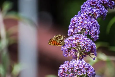 Delicate butterfly with intricate wing patterns rests on a cluster of vibra.. Stock Photos