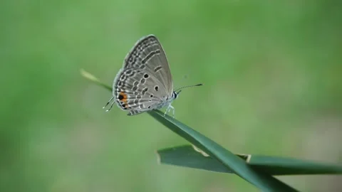 Delicate Butterfly Perched on a Leaf Stock Footage 293099069