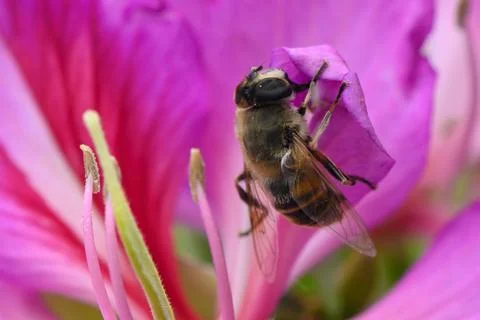 Delicate buzz of a bee exploring vibrant pink petals in a sunny garden Stock Photos