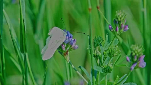 Delicate Cabbage White Butterfly Flapping its Wings on a Flower Stock Footage 314701874