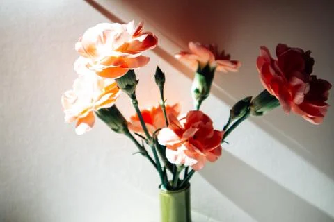 Delicate carnations in full bloom, arranged in a simple green vase, bathed in Stock Photos
