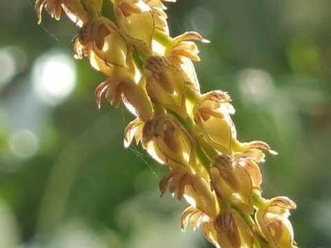 Delicate Cascade of Numerous Small Pale Yellow Orchids - Intricate Details Stock Photos
