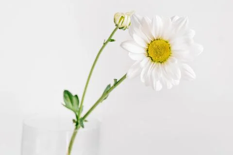 A delicate chamomile flower in soft focus. Stock Photos
