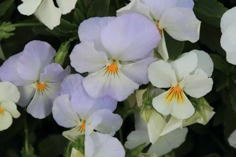 Delicate charming violets with raindrops Stock Photos