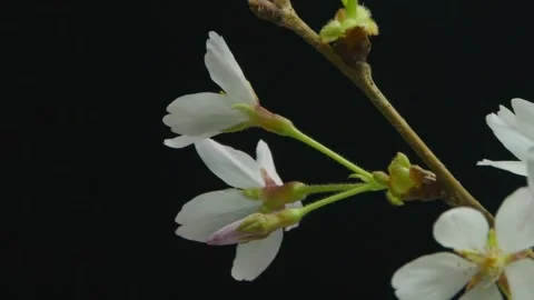 Delicate Cherry Blossom Branch 動画素材 337404723