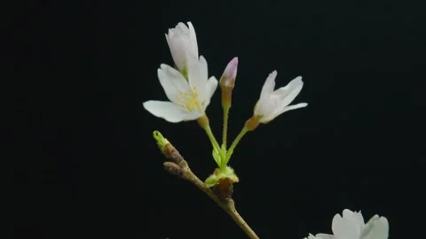 Delicate Cherry Blossom Branch Vídeos de archivo 337404727