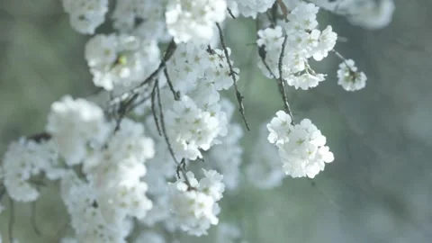 Delicate Cherry Blossom Branches Against Soft Background 库存影片 345170720