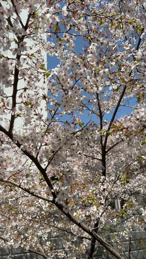 Delicate Cherry Blossom Branches Swaying in Spring Breeze Stock Footage 334219970