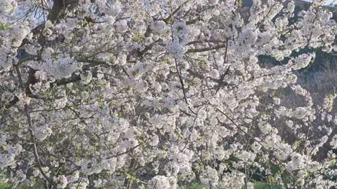 Delicate cherry blossom branches with white flowers in soft wind. Vidéo 332008900