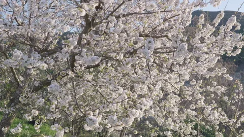 Delicate cherry blossom branches with white flowers in soft wind. Stock Footage 332009089