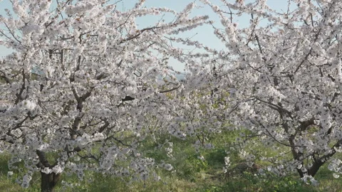 Delicate cherry blossom branches with white flowers in soft wind. Vidéo 332009813