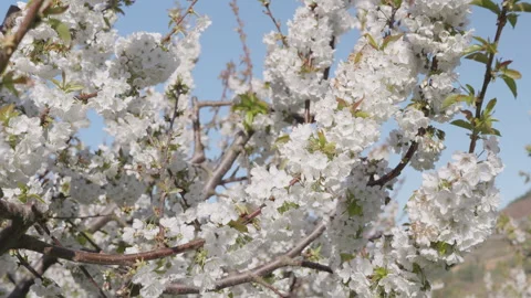 Delicate cherry blossom branches with white flowers in soft wind. Stock Footage 332010362