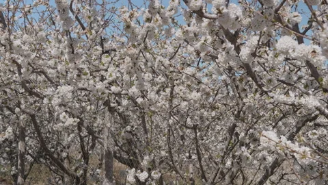 Delicate cherry blossom branches with white flowers in soft wind. Vidéo 332010470