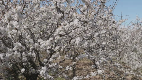 Delicate cherry blossom branches with white flowers in soft wind. Stock Footage 332010565