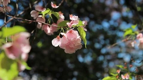 Delicate cherry blossom flowers Stock Footage 74073211