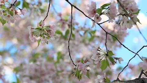 Delicate cherry blossom flowers Stock Footage 74073233