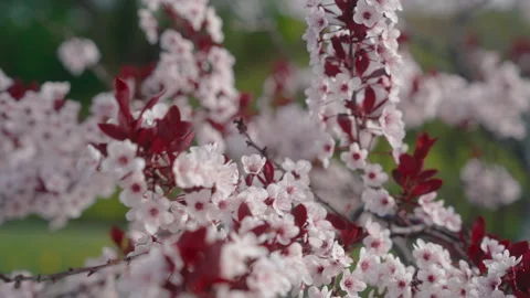 Delicate cherry blossom flowers on a tree branch swaying gently in the spring Stock Footage 336289317
