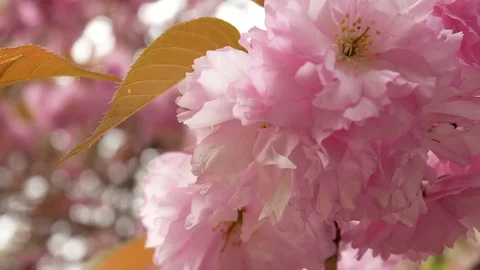 Delicate cherry blossom: Stockbeeldmateriaal 80149960