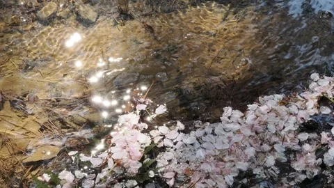 Delicate cherry blossom petals float on a sunlit stream surface. Stock Footage 345616514