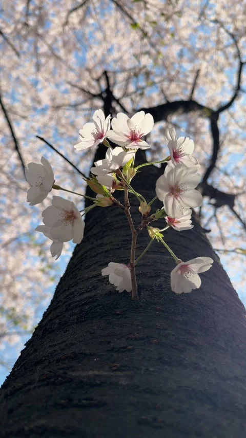 Delicate Cherry Blossom Sprouting Directly from Tree Trunk Stockbeeldmateriaal 337562608