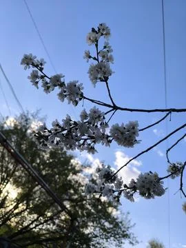 Delicate Cherry Blossoms Against a Blue Sky A Symbol of Spring s Beauty and 写真素材