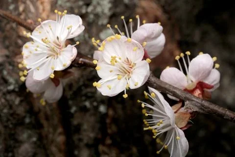 Delicate cherry blossoms blooming on a spring day Stockfoto's