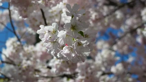 Delicate Cherry Blossoms in Full Bloom Against Blue Sky Stock Footage 270186629